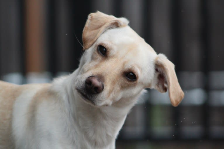 Tucker, a German Shepherd Dog and Chihuahua mix tested with EmbarkVet.com