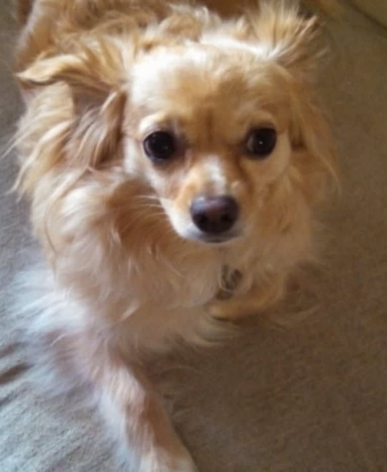 Layla Grossman, a Chihuahua and Pomeranian mix tested with EmbarkVet.com
