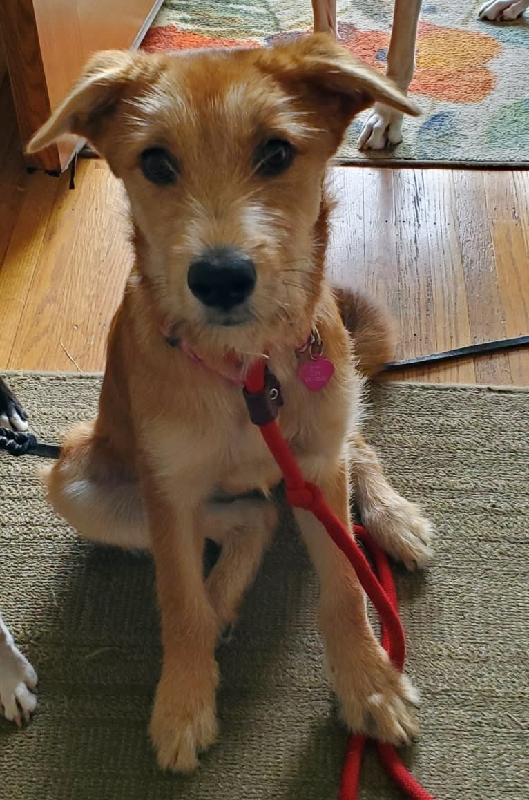 Zoey, a Rat Terrier and Siberian Husky mix tested with EmbarkVet.com