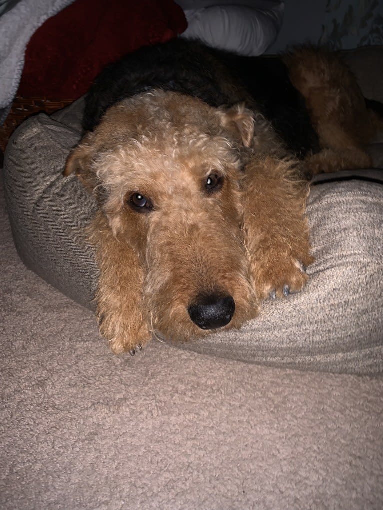 Ares, an Airedale Terrier tested with EmbarkVet.com