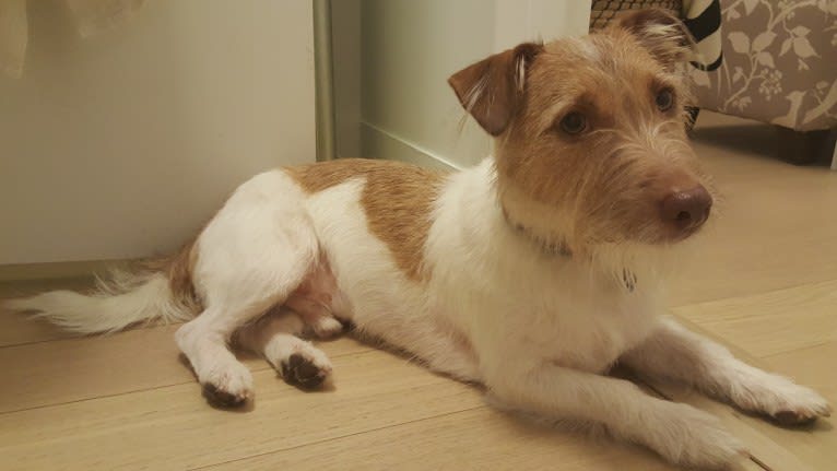 Cue, a Russell-type Terrier and Chihuahua mix tested with EmbarkVet.com