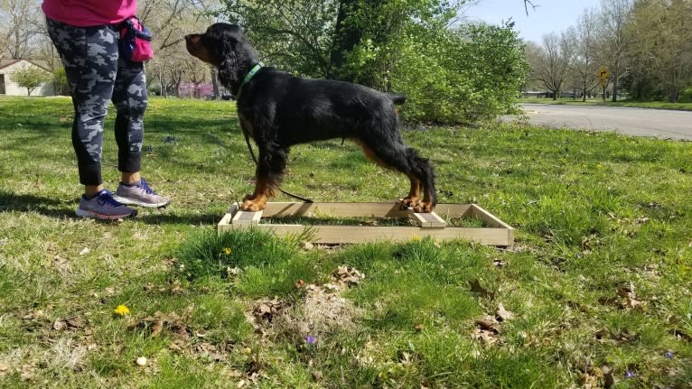 John, a Gordon Setter tested with EmbarkVet.com