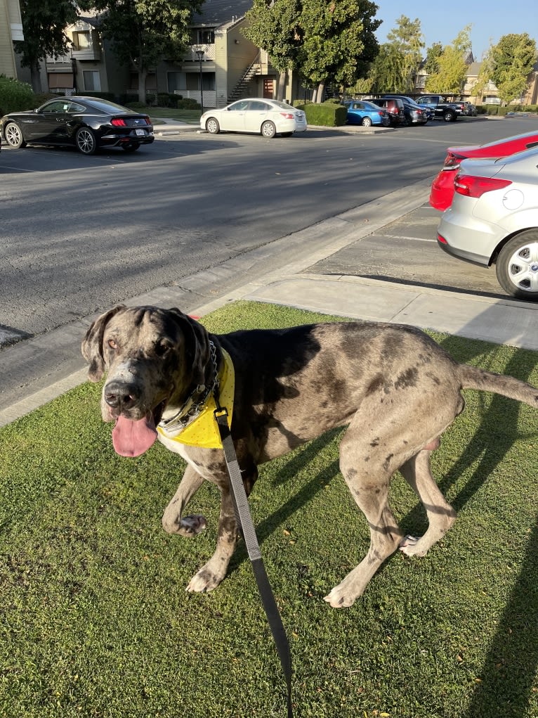 Blue, a Great Dane tested with EmbarkVet.com