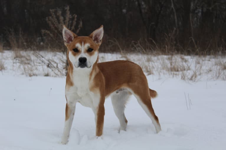 Joe, a Carolina Dog tested with EmbarkVet.com