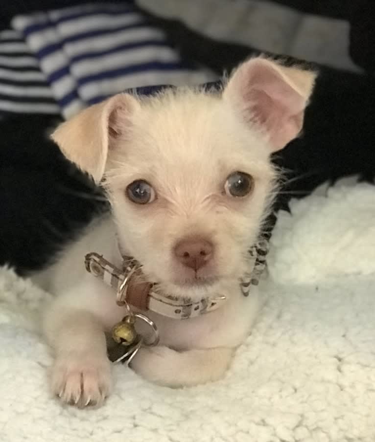 Draco, a Chihuahua and Maltese mix tested with EmbarkVet.com