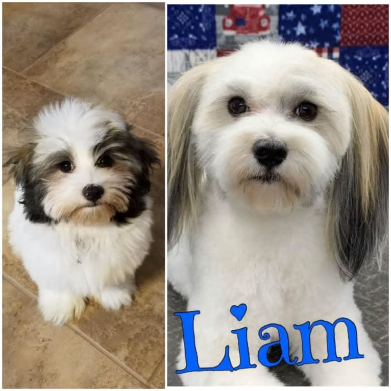 Liam, a Havanese tested with EmbarkVet.com