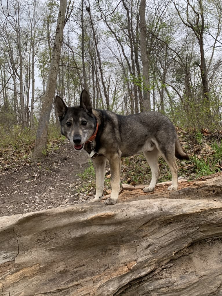 Gus, a Norwegian Elkhound and German Shepherd Dog mix tested with EmbarkVet.com