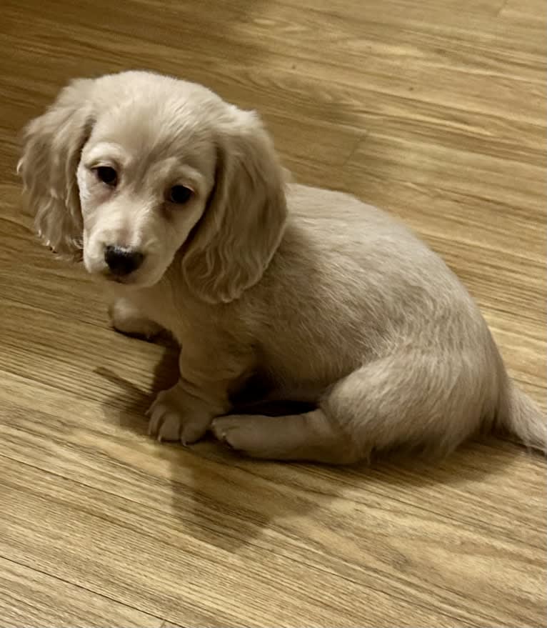 Amadeus, a Dachshund tested with EmbarkVet.com