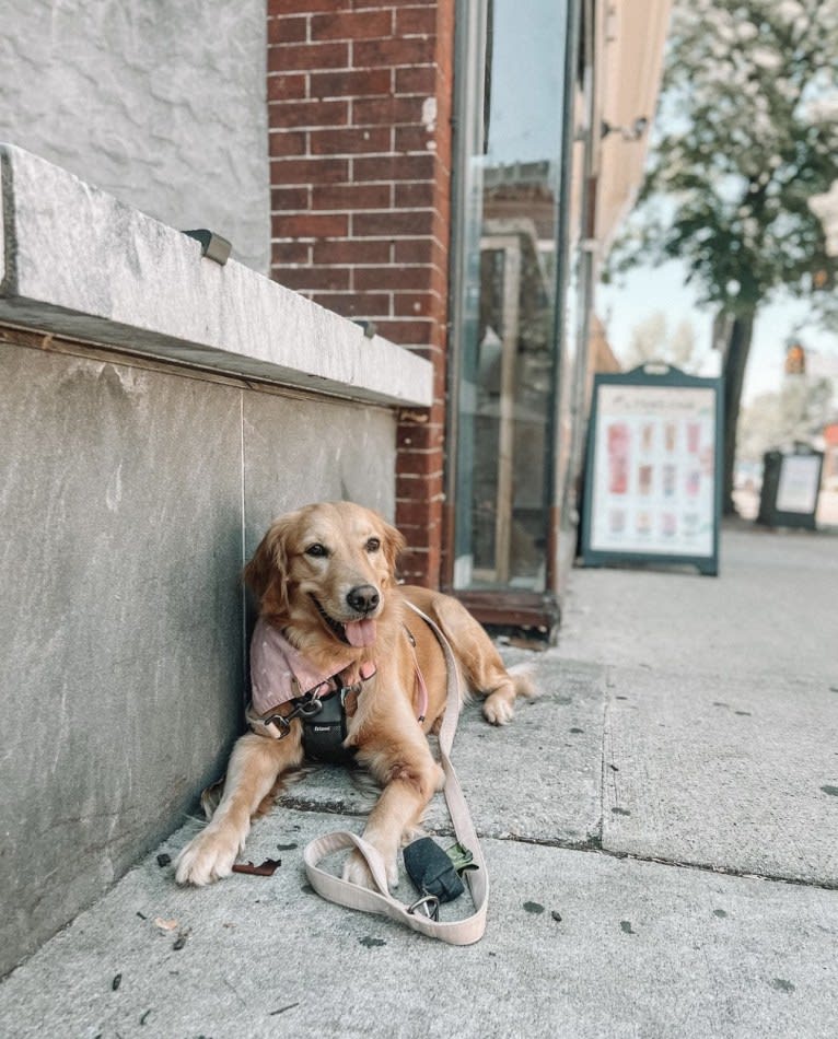 Marley, a Golden Retriever tested with EmbarkVet.com