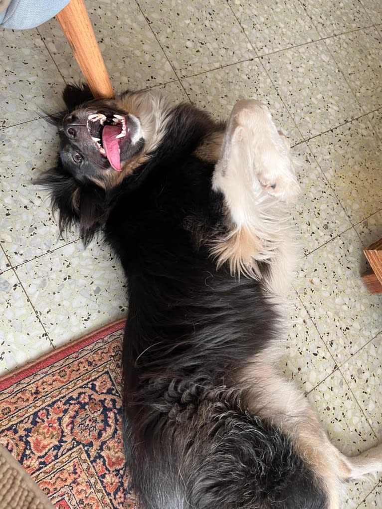 Baloo, an Arabian Village Dog tested with EmbarkVet.com