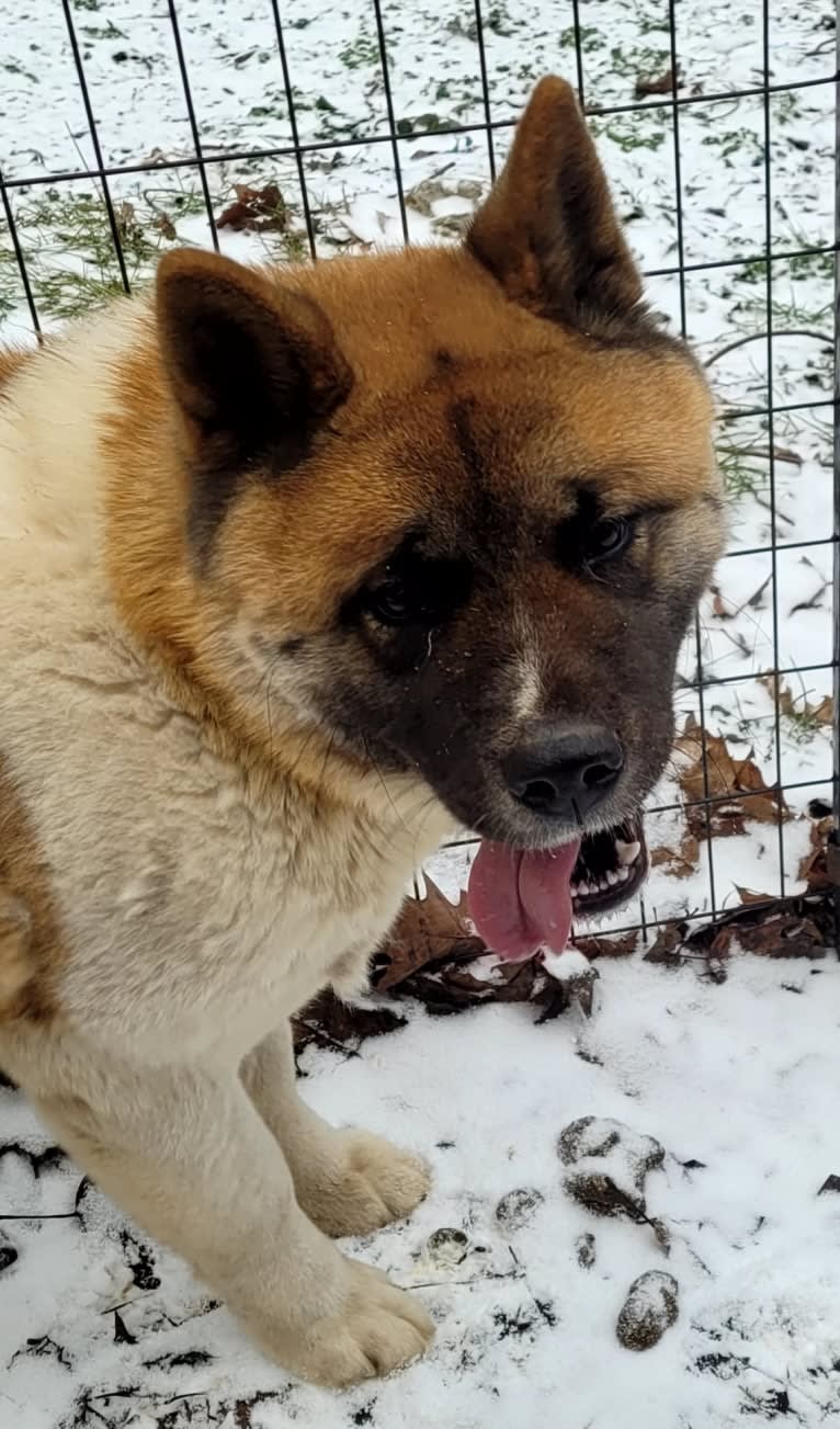 Geena, an Akita tested with EmbarkVet.com