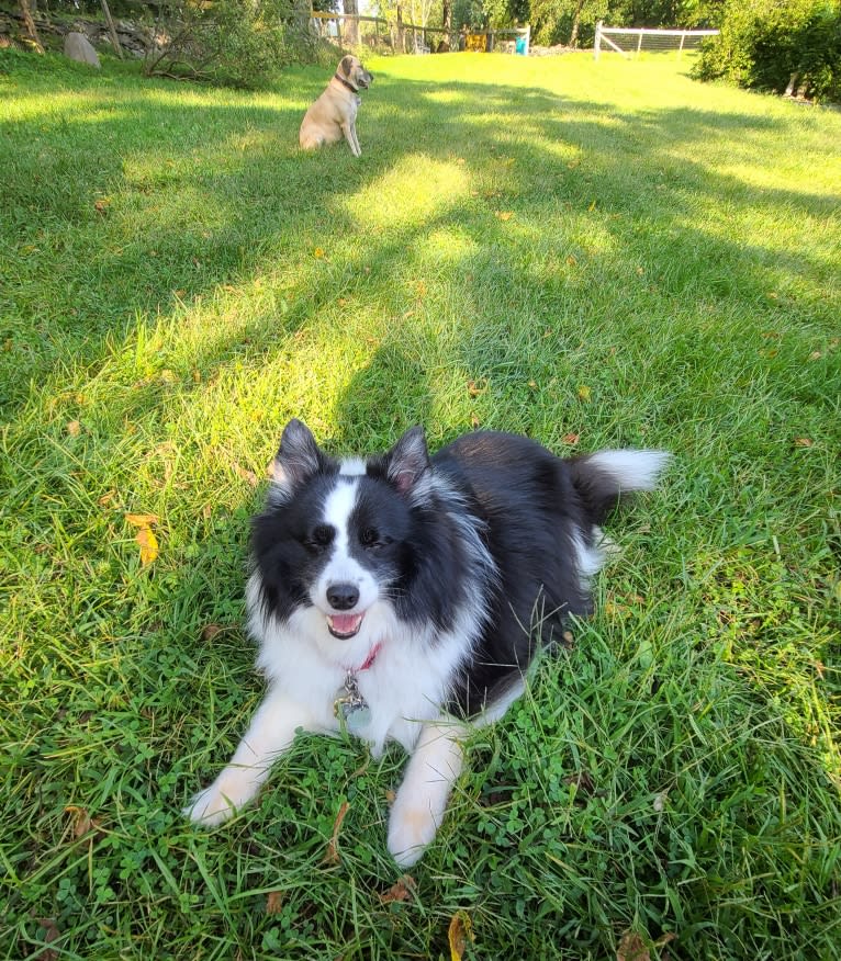 Rocko, an American Eskimo Dog and Shetland Sheepdog mix tested with EmbarkVet.com