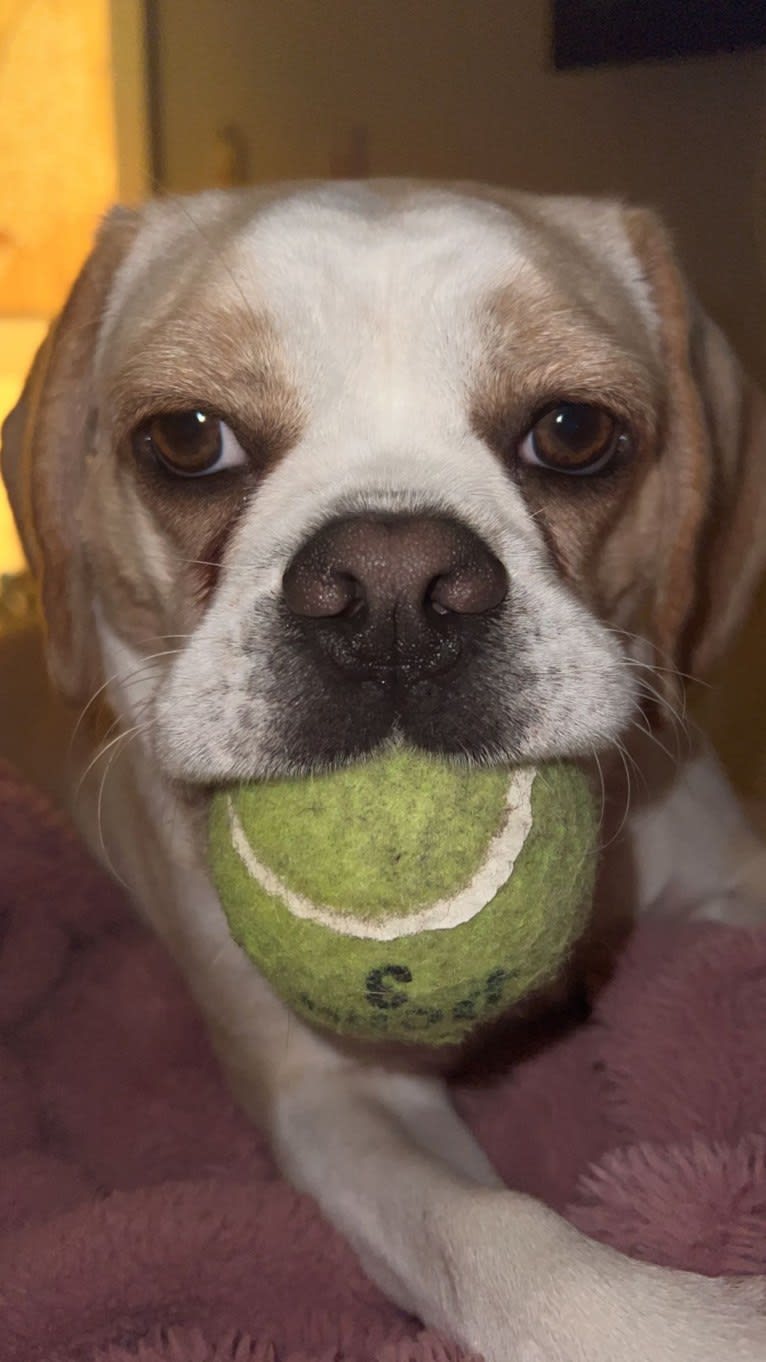 Honey, a Puggle tested with EmbarkVet.com