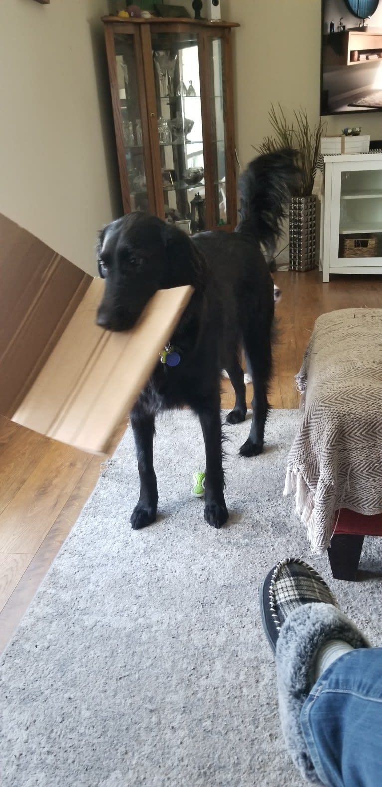 O'Reilly, an Irish Setter and German Shepherd Dog mix tested with EmbarkVet.com