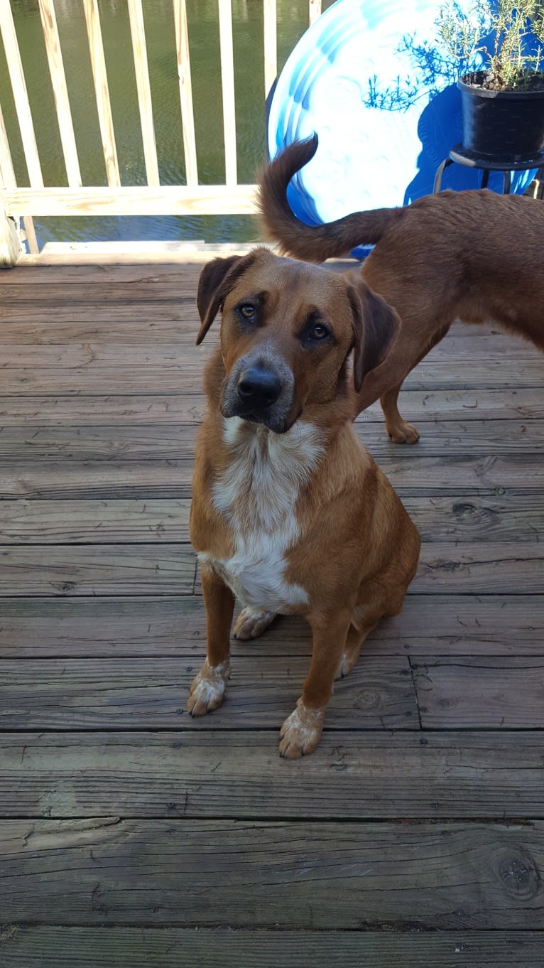 Beau, an Australian Cattle Dog and Bloodhound mix tested with EmbarkVet.com