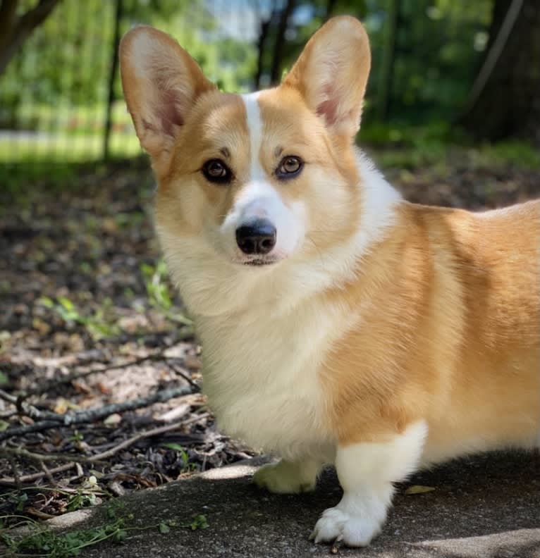 Kudzu (Zuzu), a Pembroke Welsh Corgi tested with EmbarkVet.com