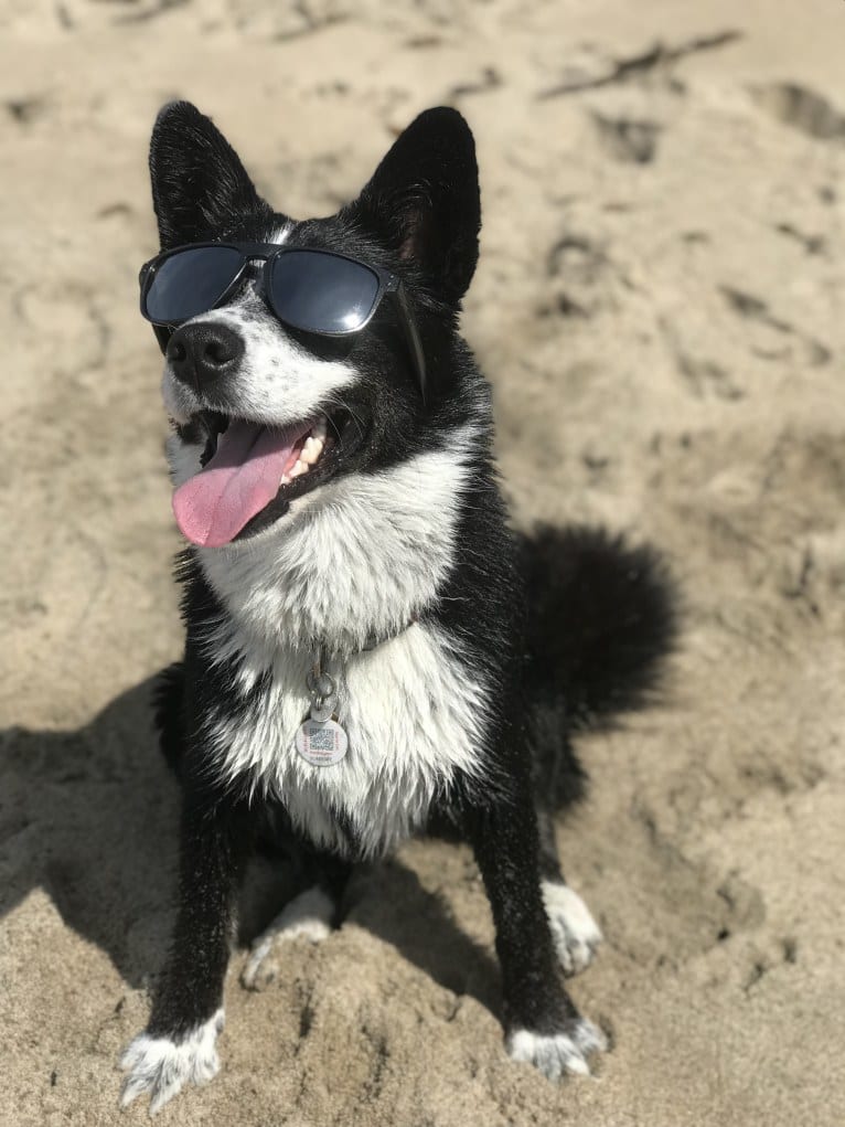 Ryder, a Siberian Husky and Australian Cattle Dog mix tested with EmbarkVet.com