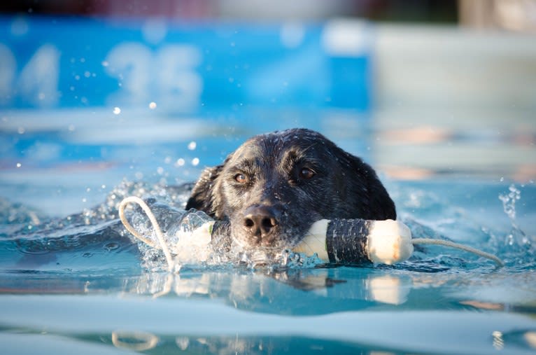 Schimpf's Addicted to the Game ("Addie"), a Labrador Retriever and German Shepherd Dog mix tested with EmbarkVet.com