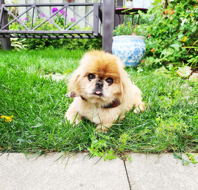 Ernest, a Pekingese tested with EmbarkVet.com