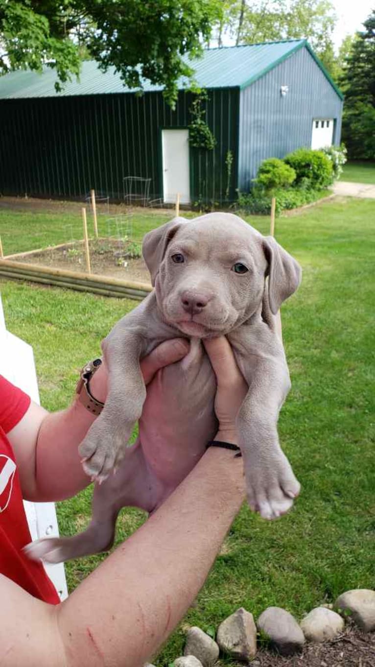 Mira, an American Pit Bull Terrier and American Bulldog mix tested with EmbarkVet.com