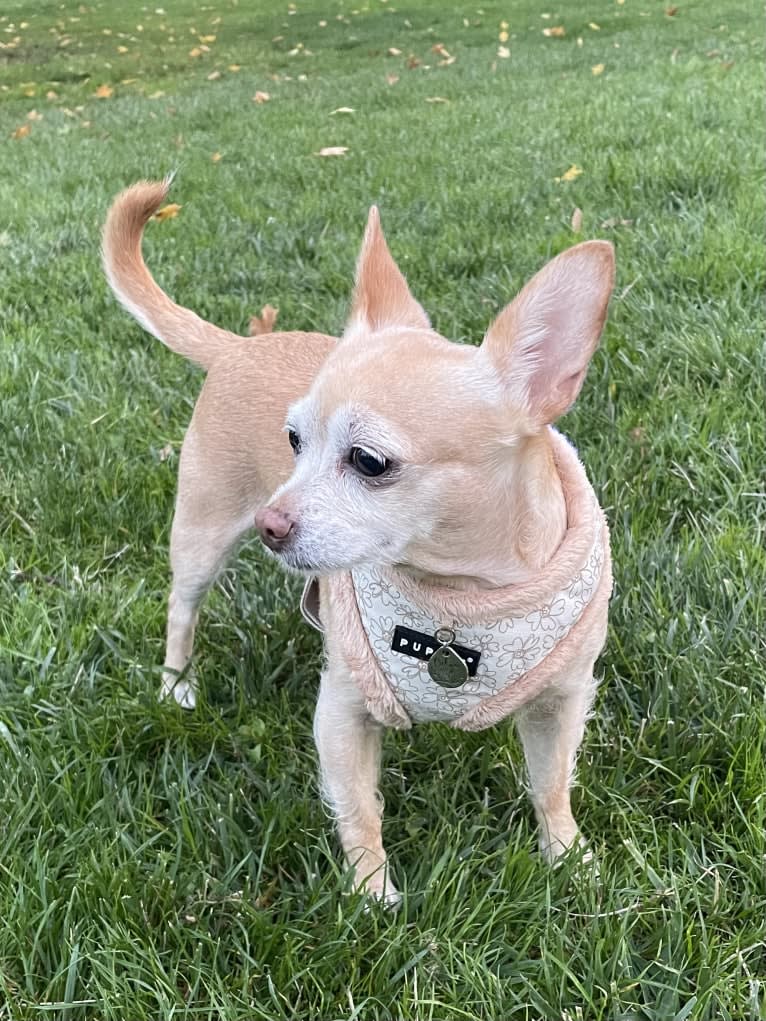 Rylie, a Chihuahua tested with EmbarkVet.com