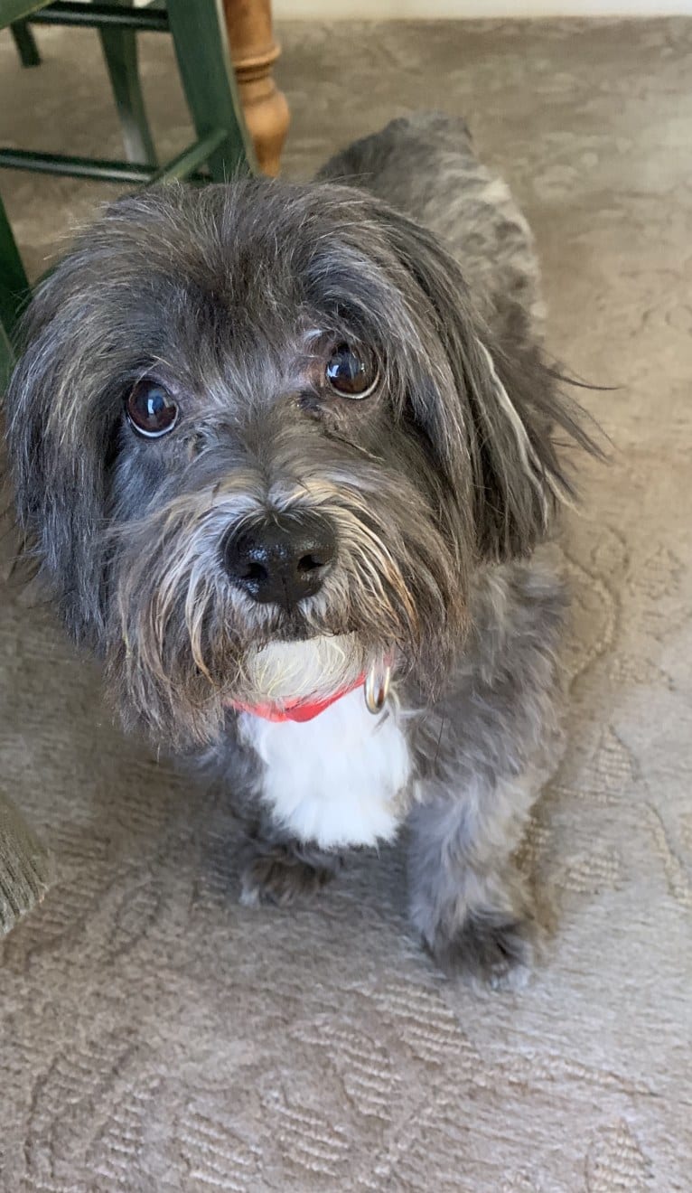 Baxter, a Shih Tzu and Poodle (Small) mix tested with EmbarkVet.com