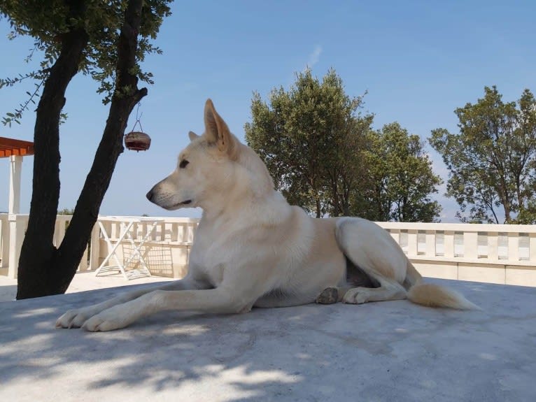 Widu, a Canaan Dog tested with EmbarkVet.com