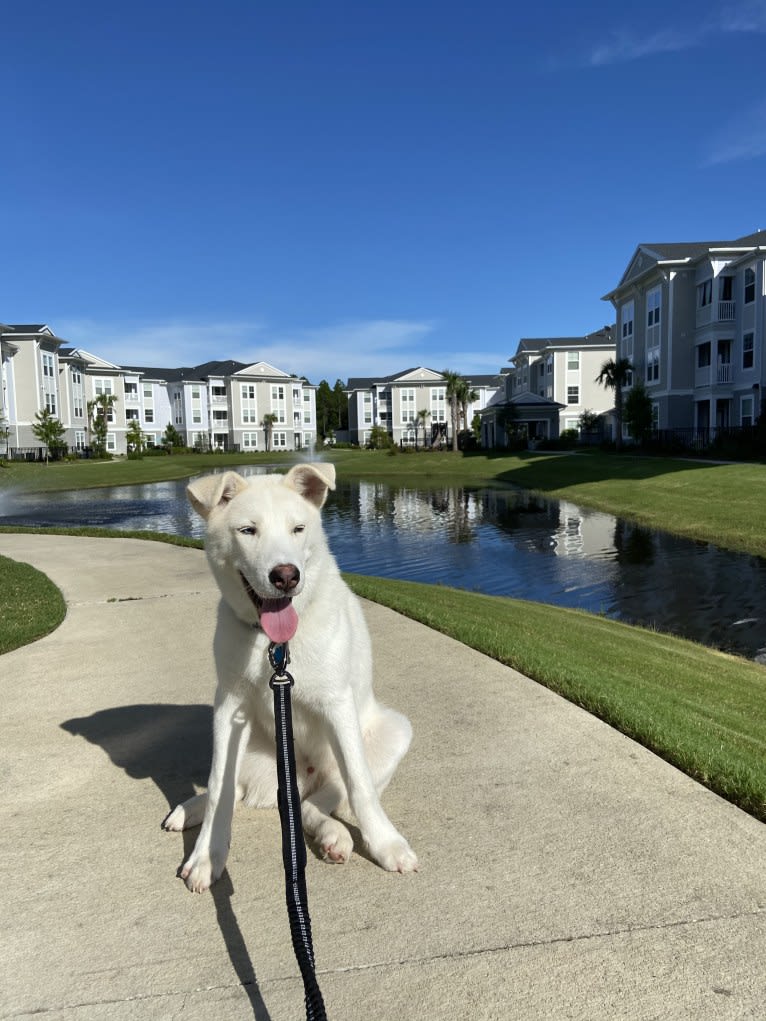 Dash, a Siberian Husky and German Shepherd Dog mix tested with EmbarkVet.com