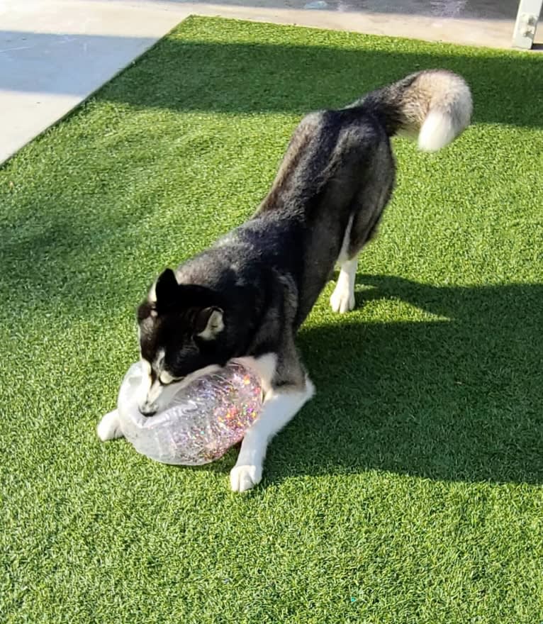 Teyla, a Siberian Husky tested with EmbarkVet.com