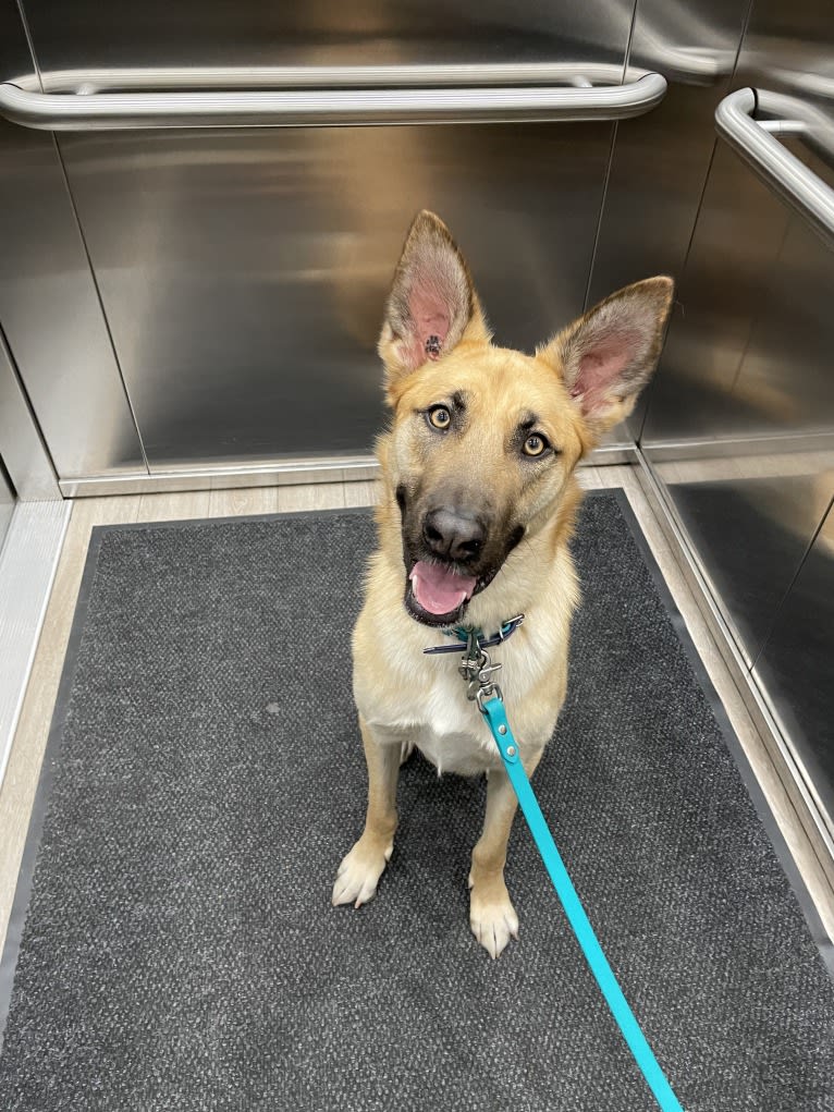 Enzo, a Siberian Husky and German Shepherd Dog mix tested with EmbarkVet.com