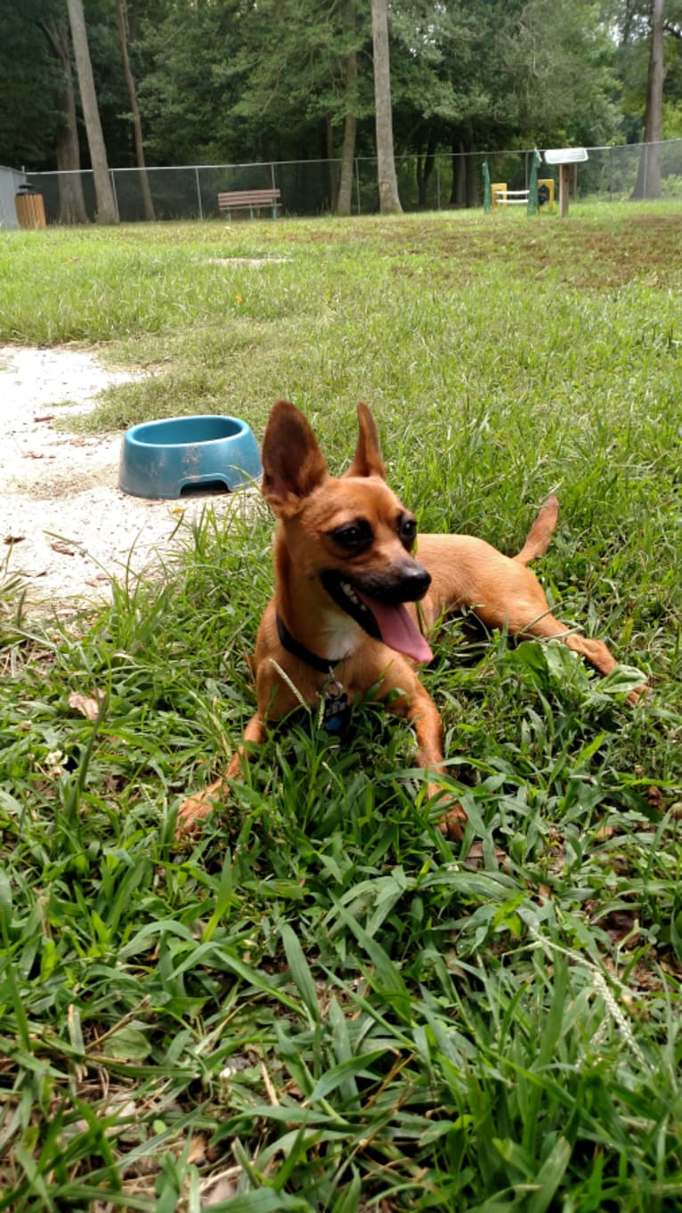 Laika, a Chihuahua and Rat Terrier mix tested with EmbarkVet.com