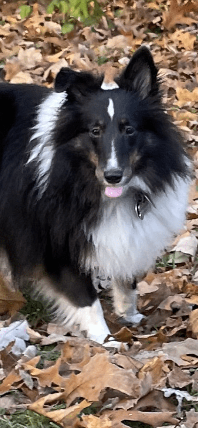 Whiskey Cash Adams, a Shetland Sheepdog tested with EmbarkVet.com