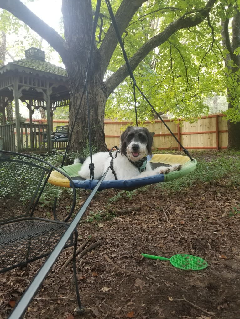 Raven, a German Shorthaired Pointer and Poodle (Standard) mix tested with EmbarkVet.com