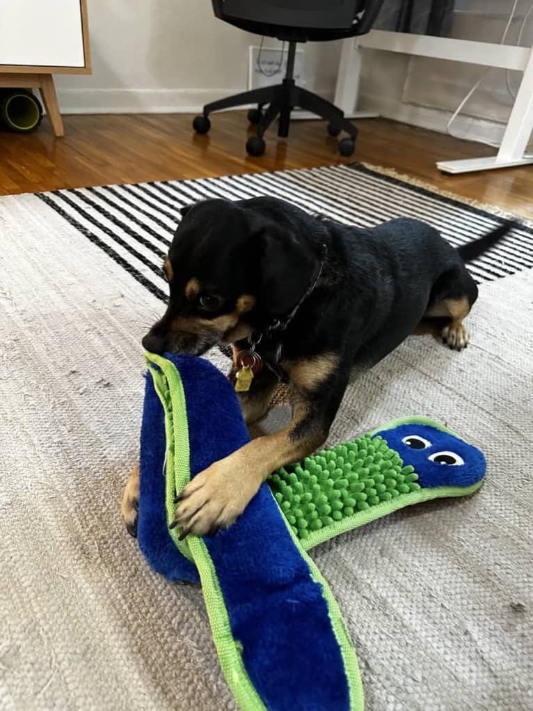 Cody, a Rat Terrier and Cocker Spaniel mix tested with EmbarkVet.com