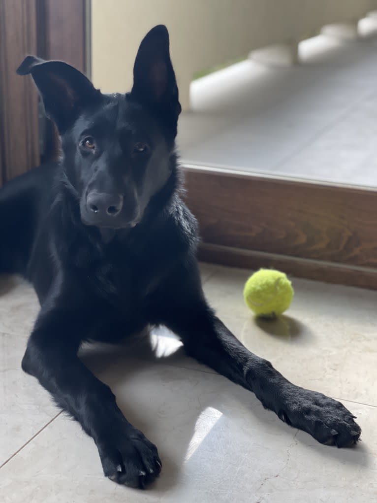 Ghost, a German Shepherd Dog tested with EmbarkVet.com