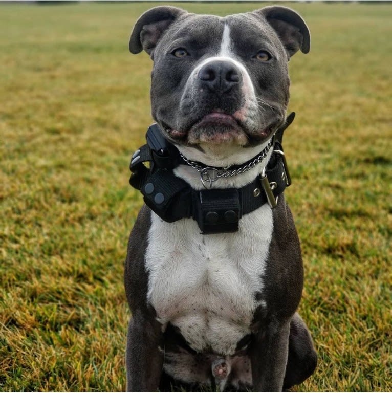 MaSiWei, an American Bully tested with EmbarkVet.com