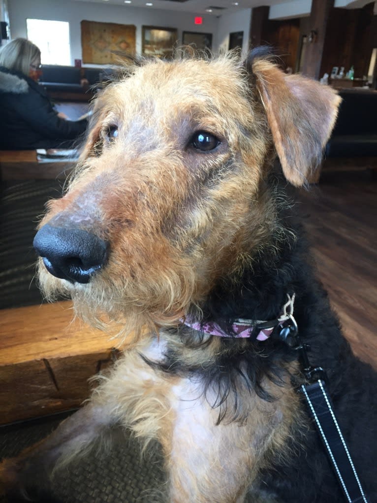 Mia, an Airedale Terrier tested with EmbarkVet.com
