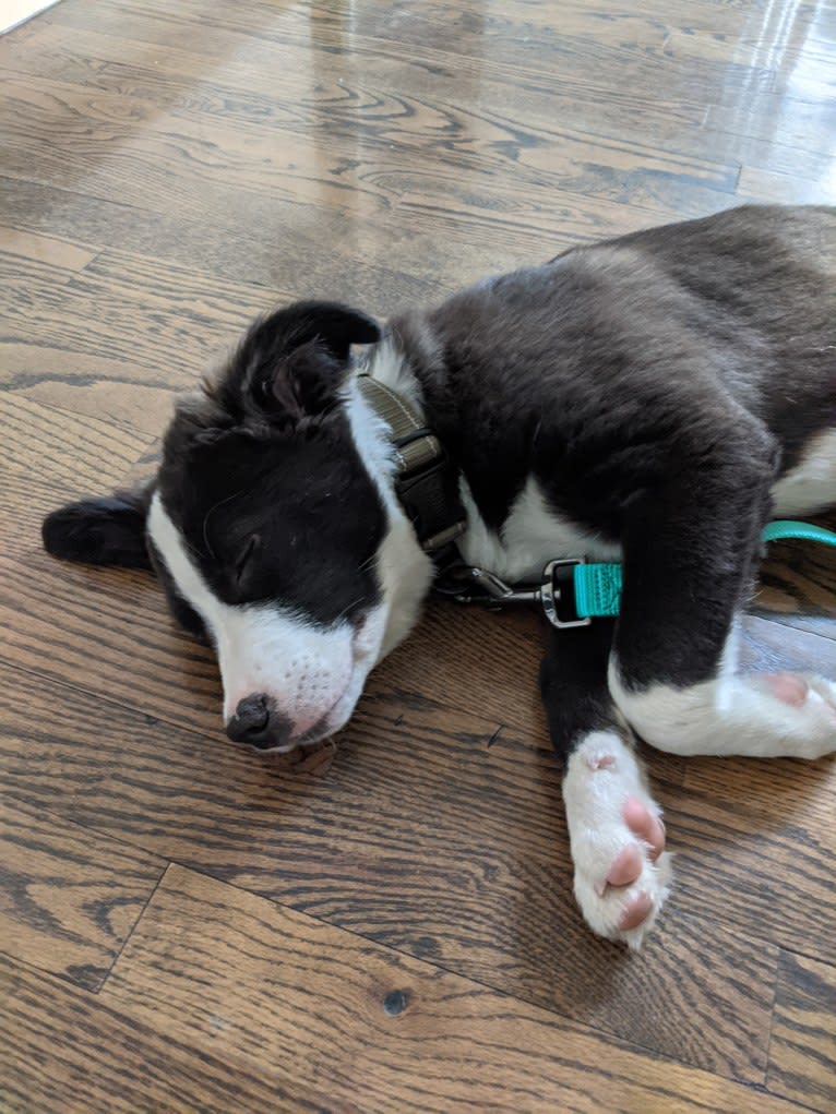 Oreo, an American Pit Bull Terrier and Mountain Cur mix tested with EmbarkVet.com