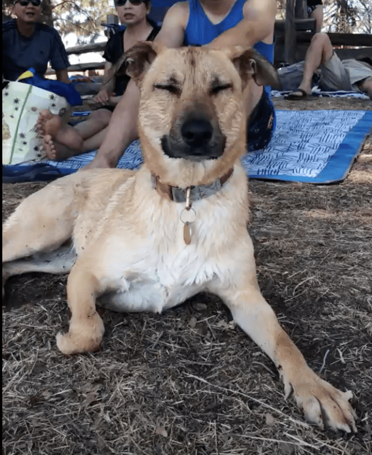 Momo, a German Shepherd Dog and Labrador Retriever mix tested with EmbarkVet.com