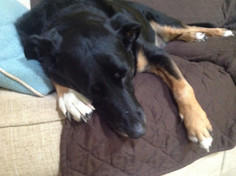 Brodie, a German Shepherd Dog and Dalmatian mix tested with EmbarkVet.com