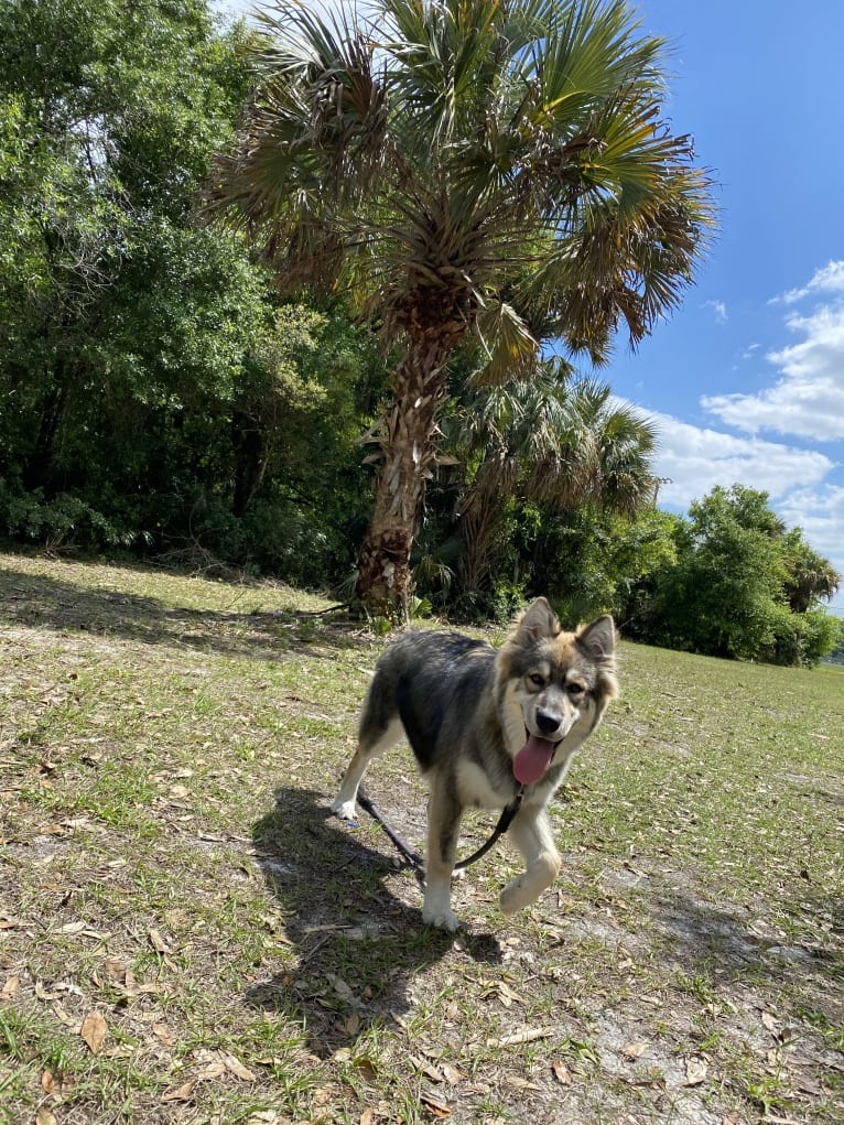 Turbo, a Siberian Husky and German Shepherd Dog mix tested with EmbarkVet.com