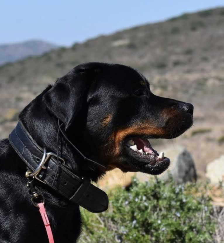 Wüstenhaus Samson, a Rottweiler tested with EmbarkVet.com