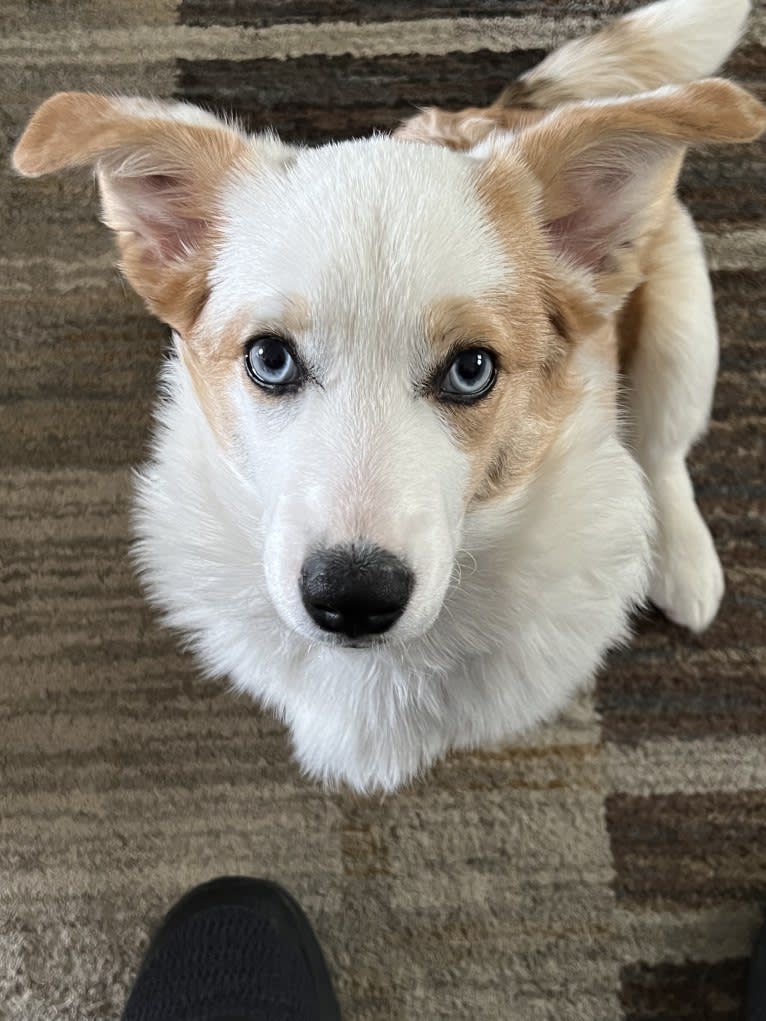 Sable, a Pembroke Welsh Corgi tested with EmbarkVet.com