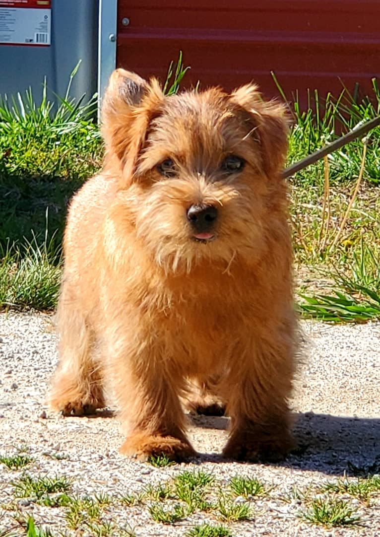 Bitty, a Norfolk Terrier tested with EmbarkVet.com