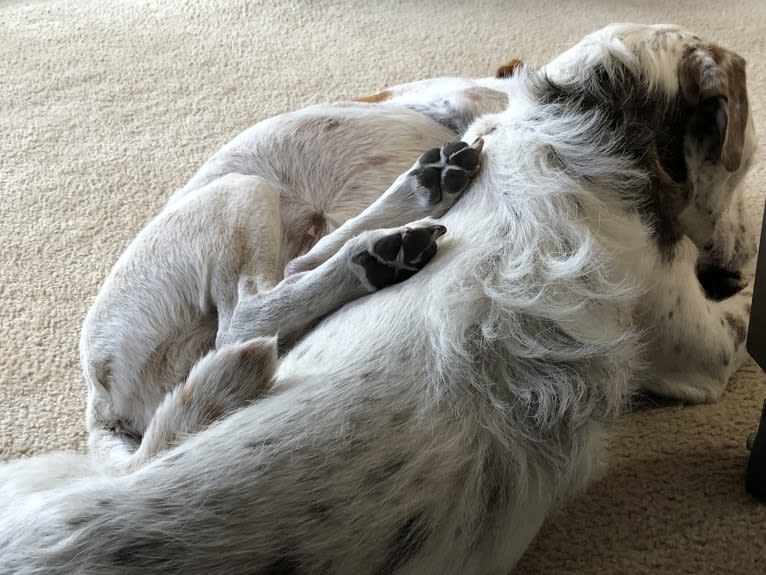 Sherlock, an Australian Cattle Dog and Poodle (Standard) mix tested with EmbarkVet.com