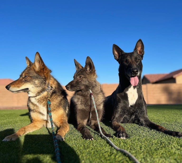 Sketti Spaghetti, a Coyote and Border Collie mix tested with EmbarkVet.com