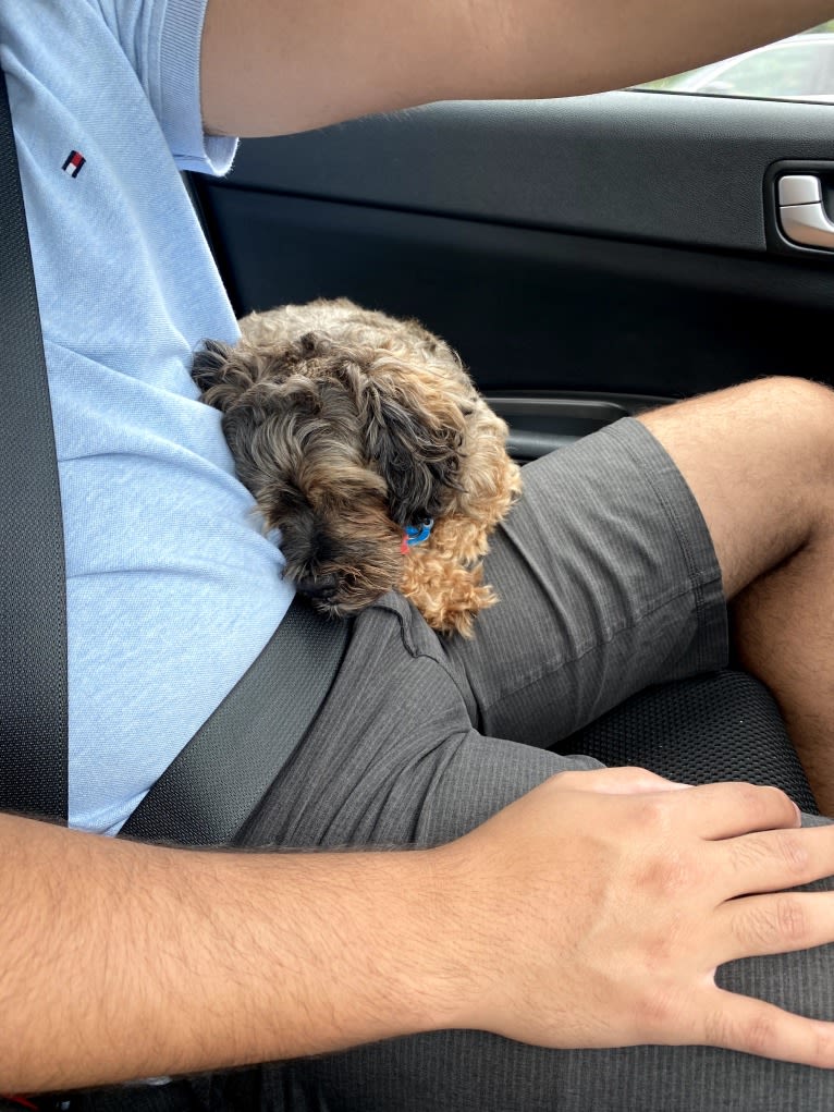 Dakota, a Shihpoo tested with EmbarkVet.com
