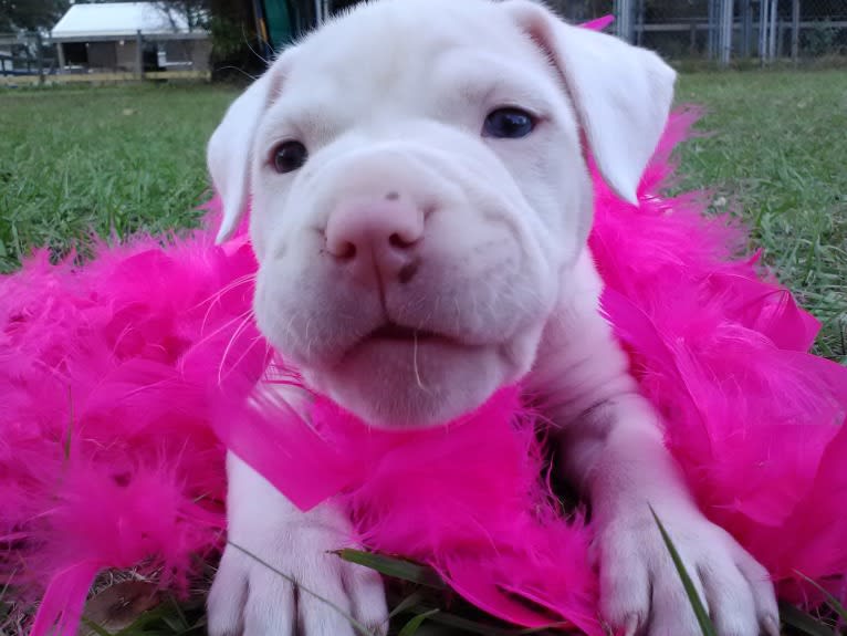 Storm, an American Bulldog tested with EmbarkVet.com