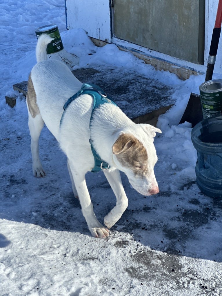 Mance, an American Pit Bull Terrier and German Shepherd Dog mix tested with EmbarkVet.com