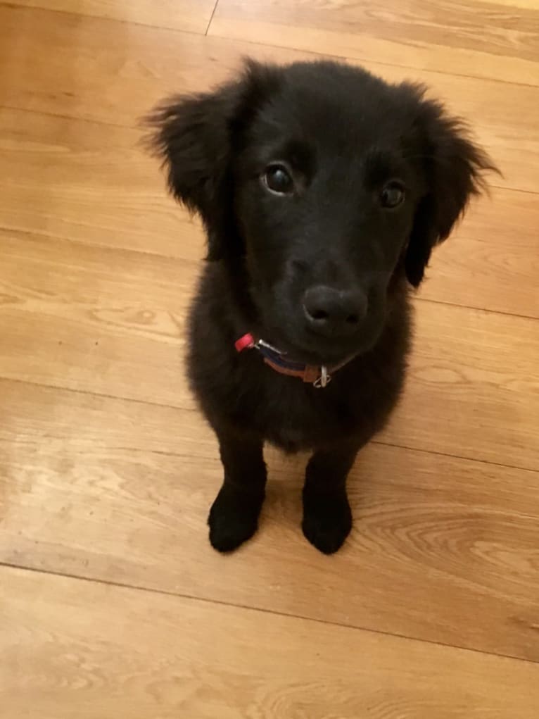 Flat coated retriever collie mix online